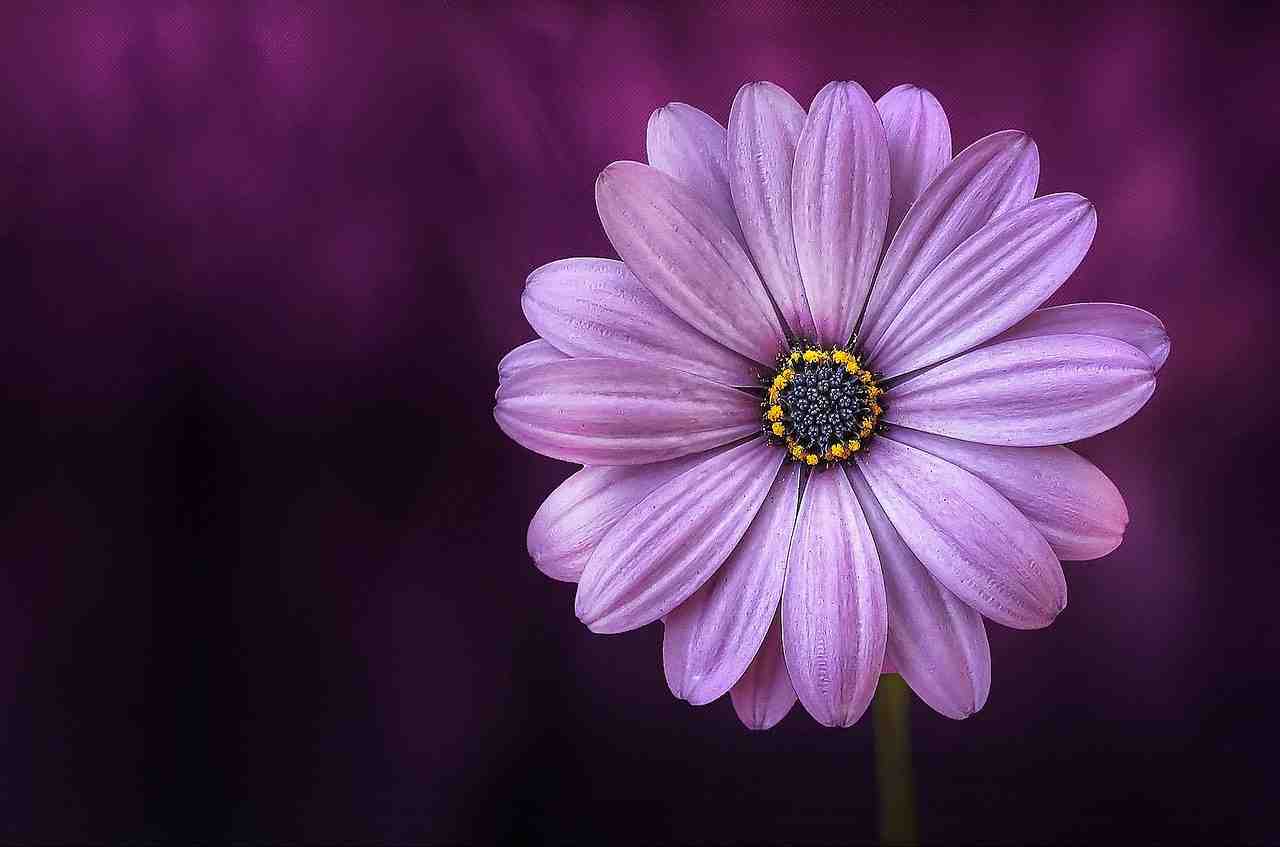 fleur, purple, belle